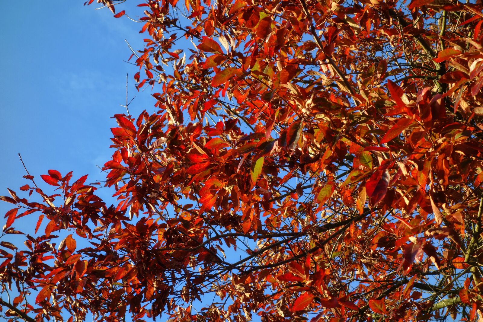 Sony Cyber-shot DSC-RX100 sample photo. Leaves, tree, foliage photography