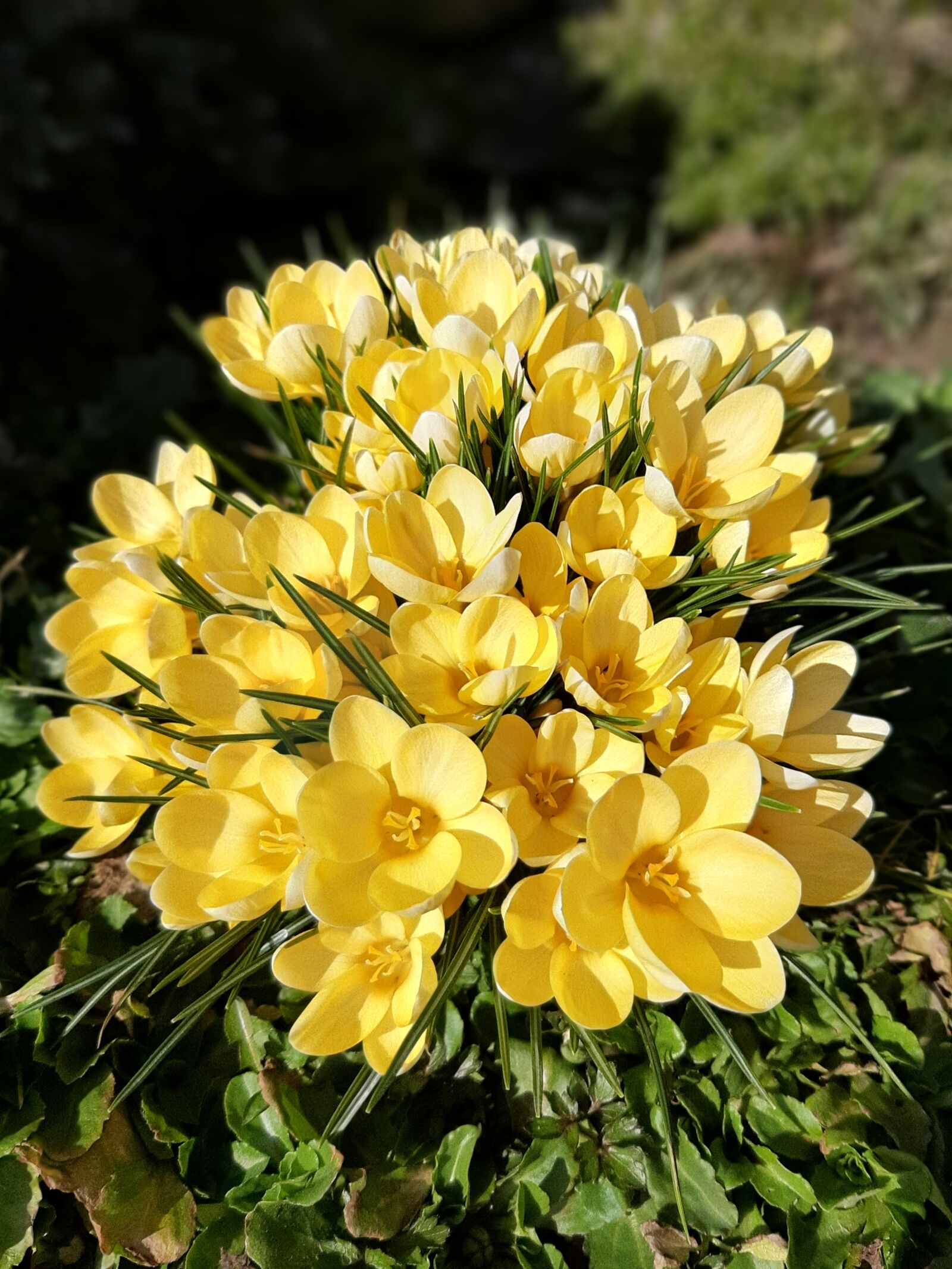 Samsung Galaxy A50 sample photo. żółty, kwiatek, wiosna photography