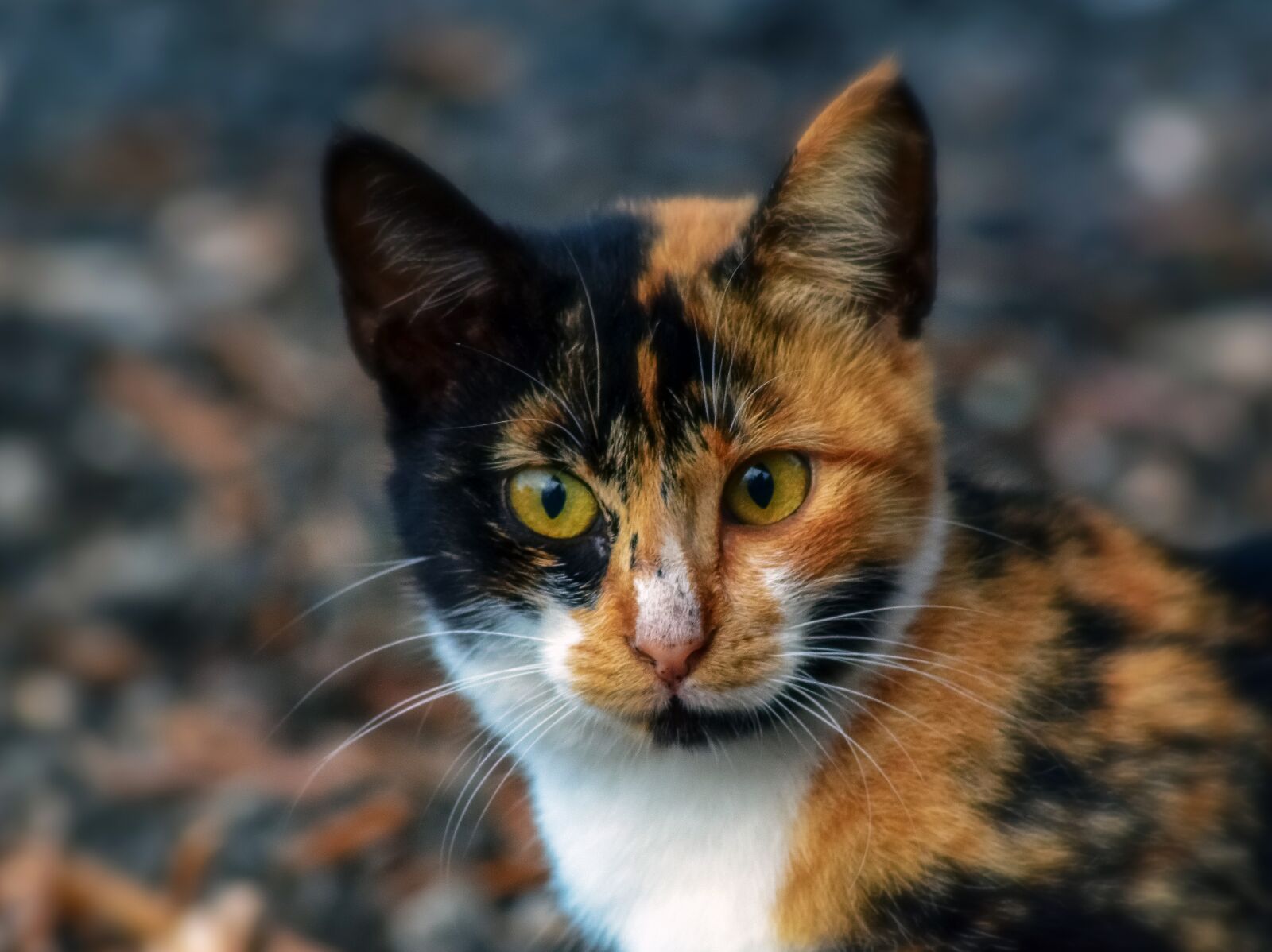 Nikon D3300 sample photo. Cat, stray, homeless photography