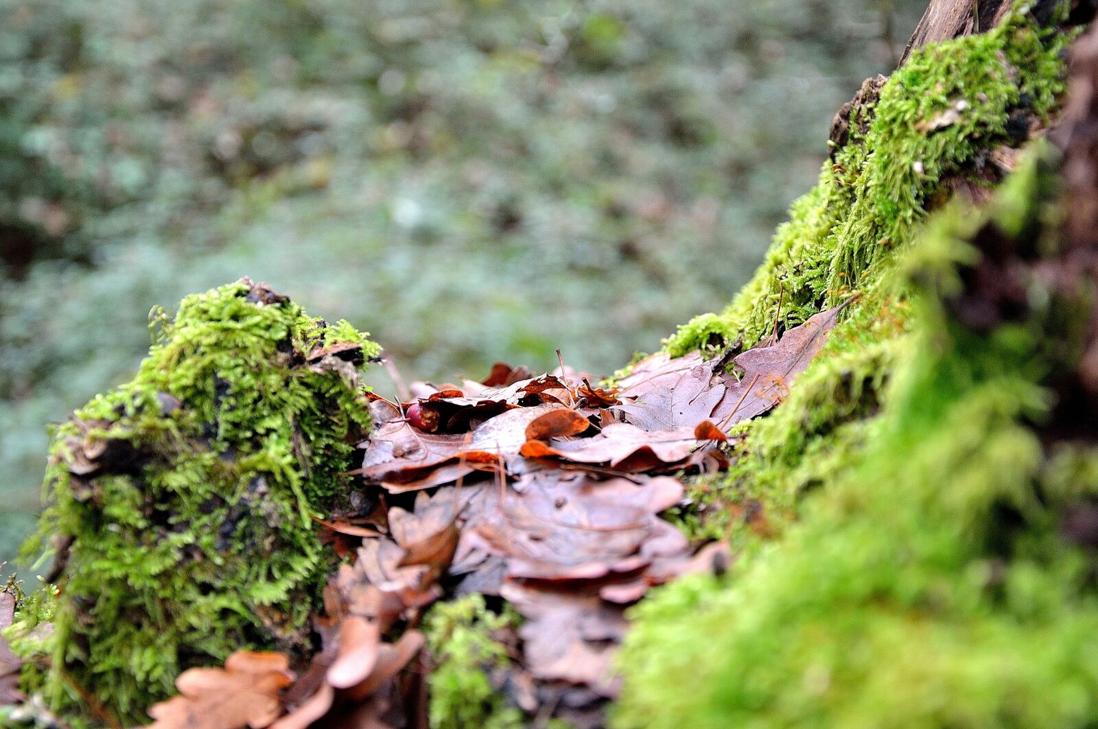 Nikon D90 sample photo. Trunk, tree trunk, forest photography