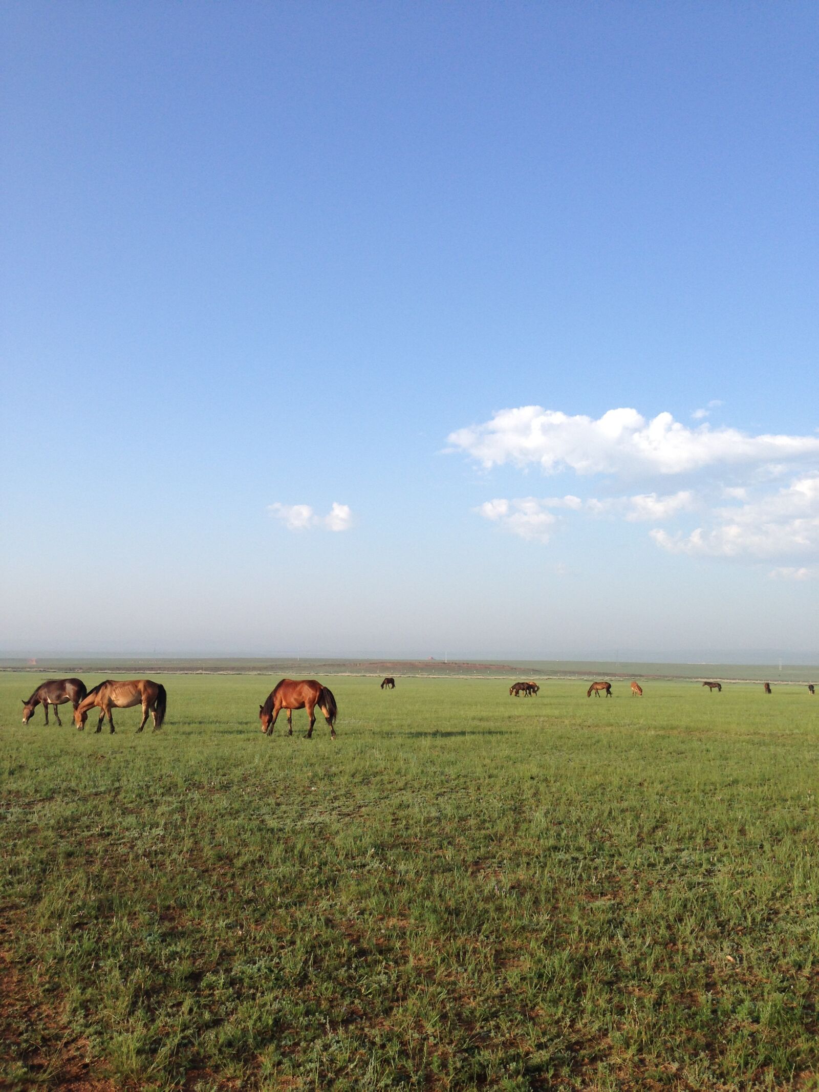 iPhone 5 back camera 4.12mm f/2.4 sample photo. Horse, prairie, blue sky photography