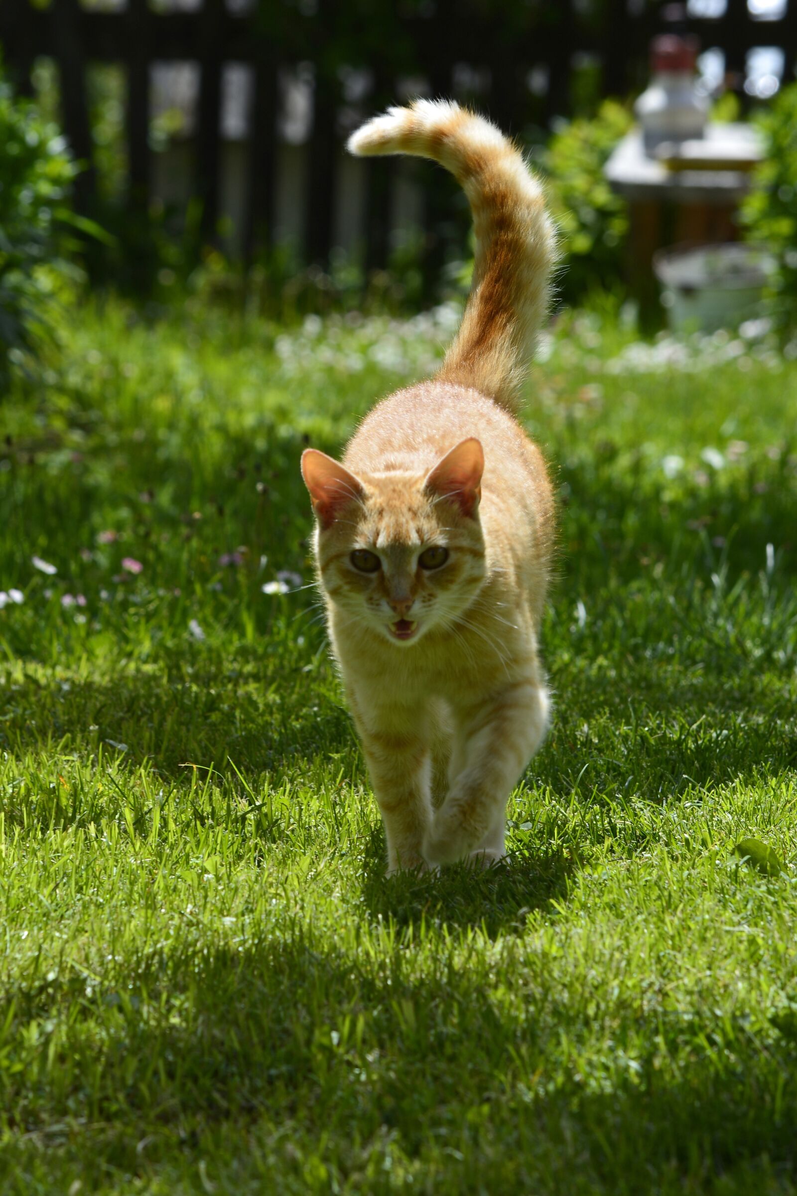 Nikon D5200 sample photo. Cat, pet, animal photography