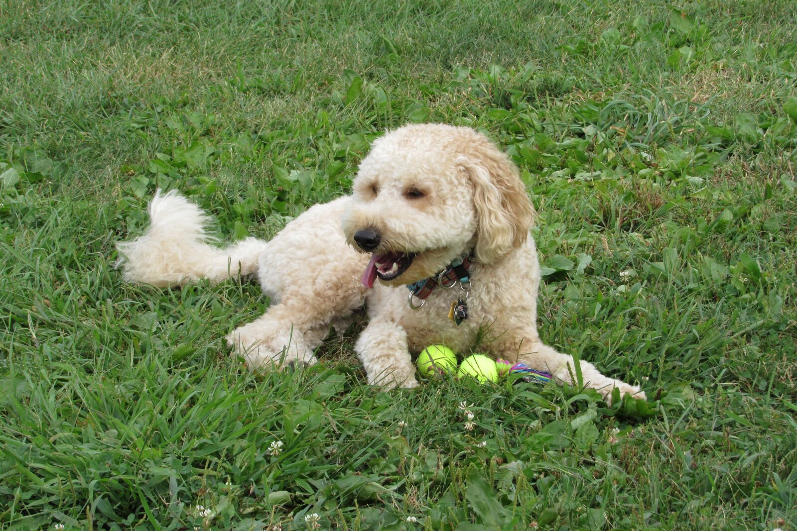 Canon PowerShot SX530 HS sample photo. Golden doodle, puppy, animal photography