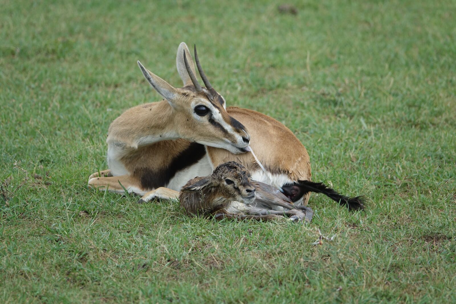 Sony Cyber-shot DSC-RX10 III sample photo. Mammal, wildlife, animal photography