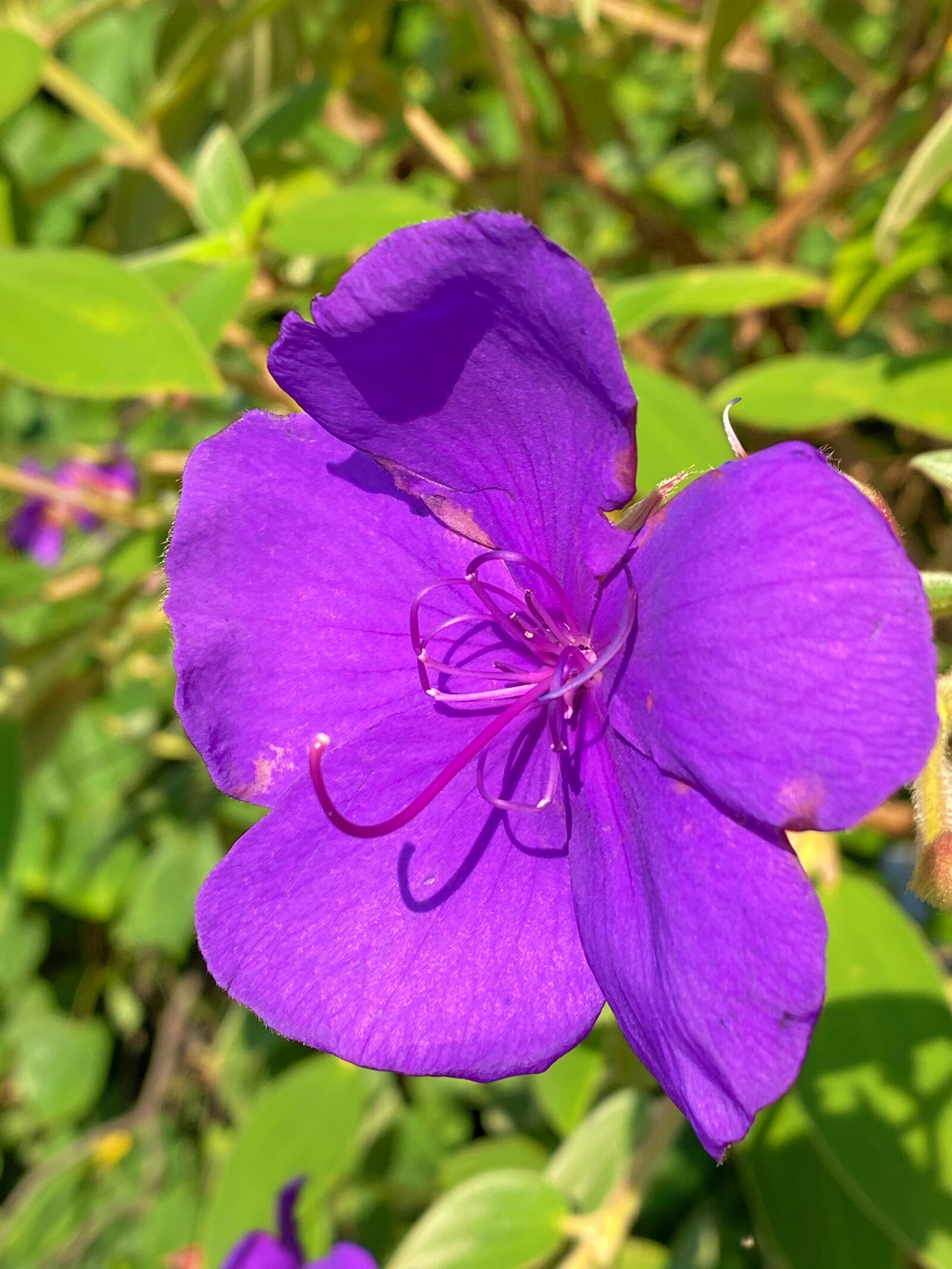 iPhone 11 Pro back triple camera 4.25mm f/1.8 sample photo. Purple, flower, green photography