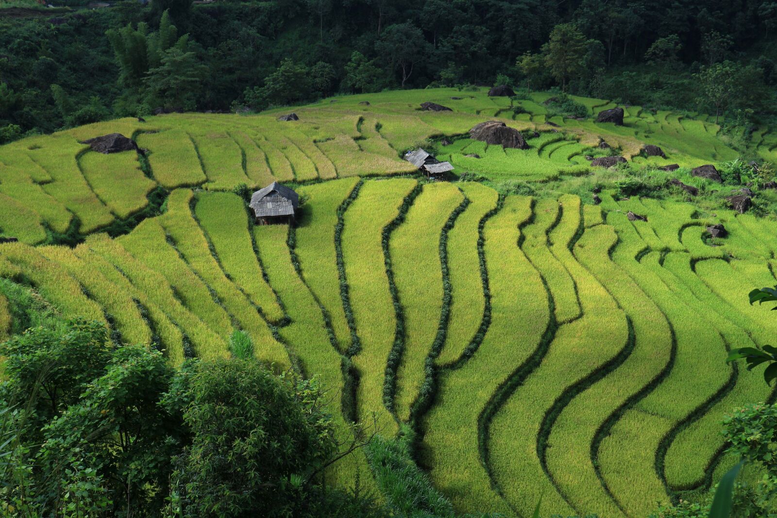 Canon EF-M 15-45mm F3.5-6.3 IS STM sample photo. Landscape, terraced fields, vietnam photography