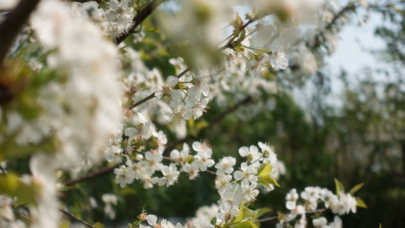 Sony Cyber-shot DSC-RX100 III sample photo. Flowers, nature, tree photography