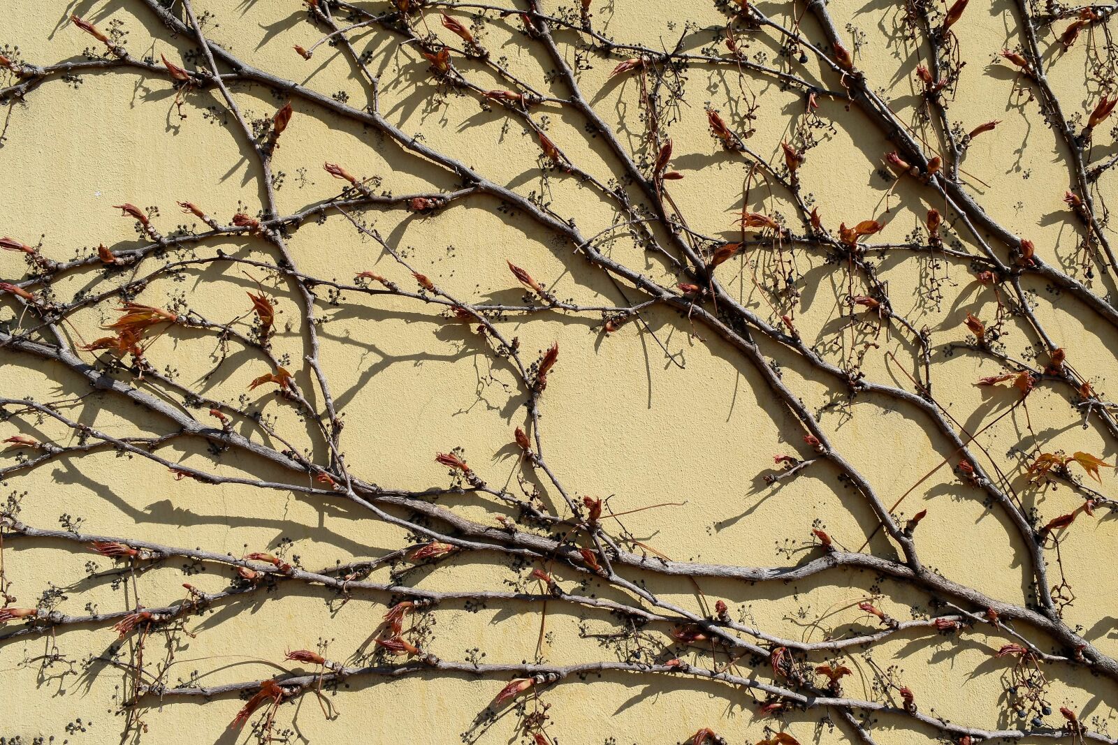 Nikon D5500 sample photo. Tree, branch, nature, landscape photography