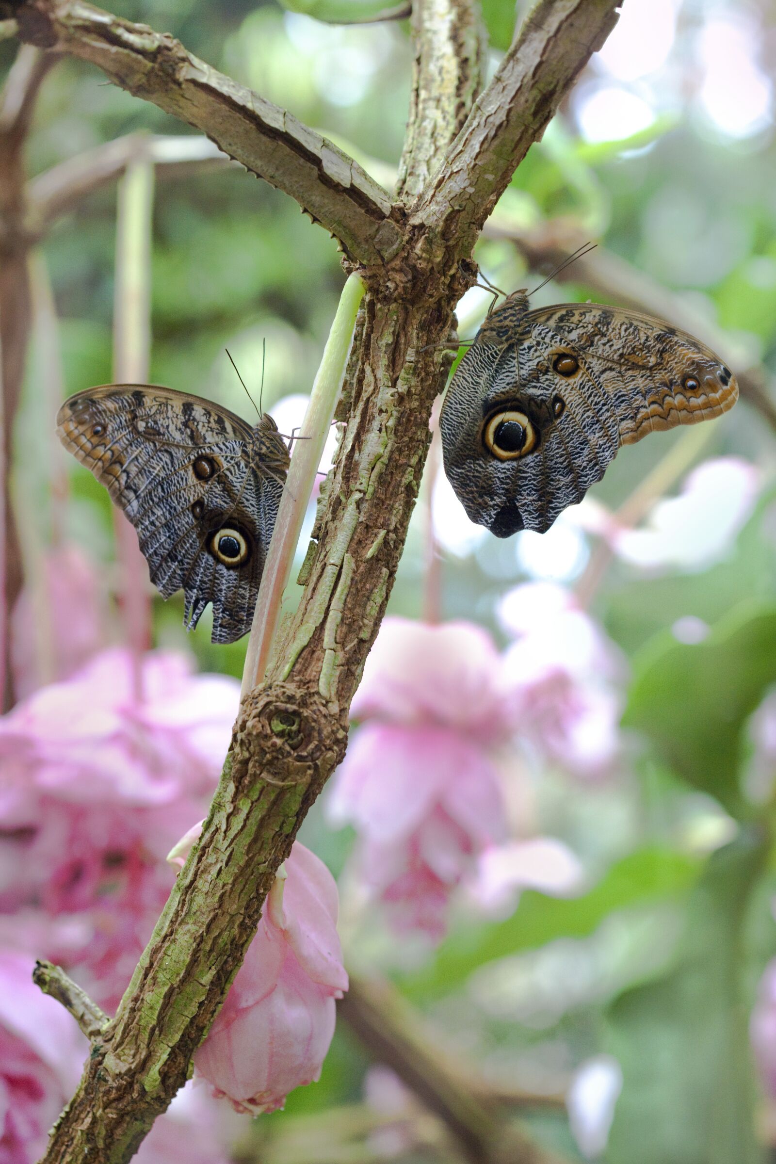 Canon EOS 5D Mark II sample photo. Butterfly, green, flora photography