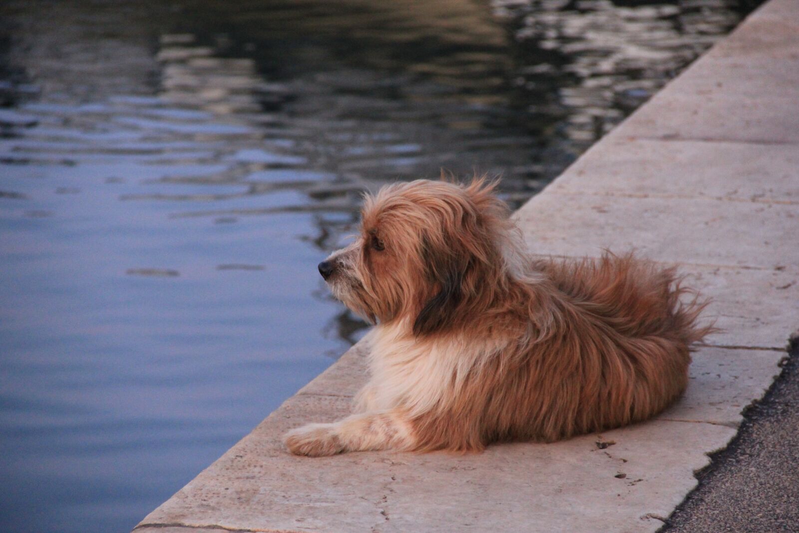 Canon EOS 550D (EOS Rebel T2i / EOS Kiss X4) sample photo. Dog, sea, part photography