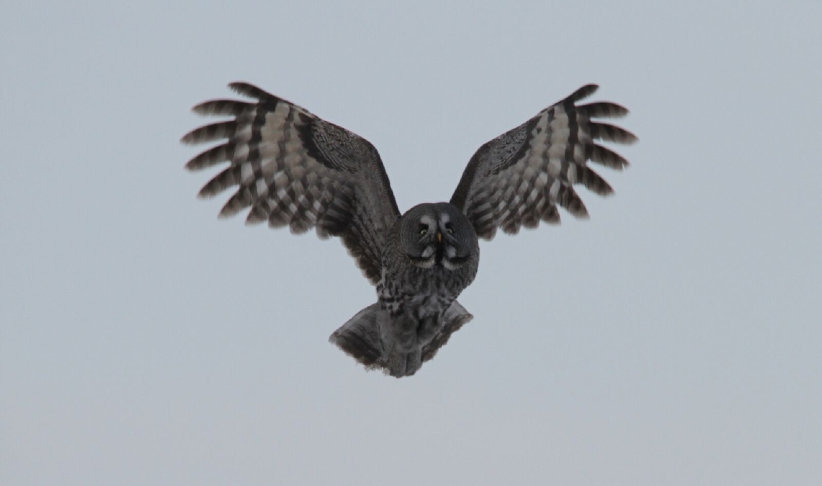 Canon EOS 7D sample photo. Great grey owl, bird photography