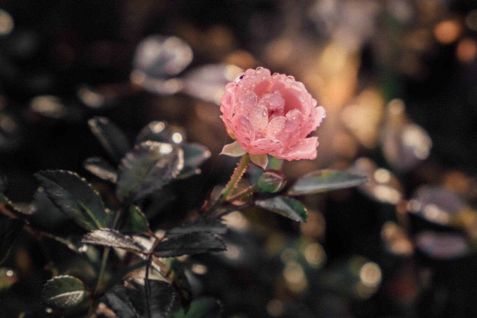 Fujifilm X-T1 sample photo. Rose, macro, public record photography