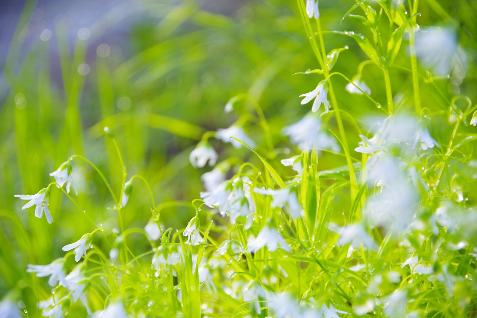 Pentax K-70 sample photo. Flowers, green, grass photography