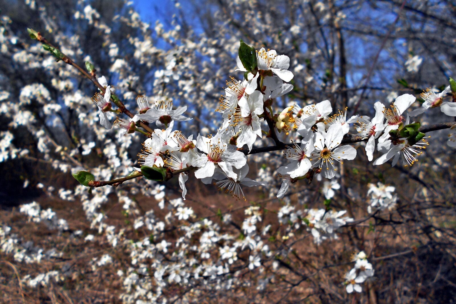 Nikon Coolpix S2900 sample photo. Flowers, spring, tree photography