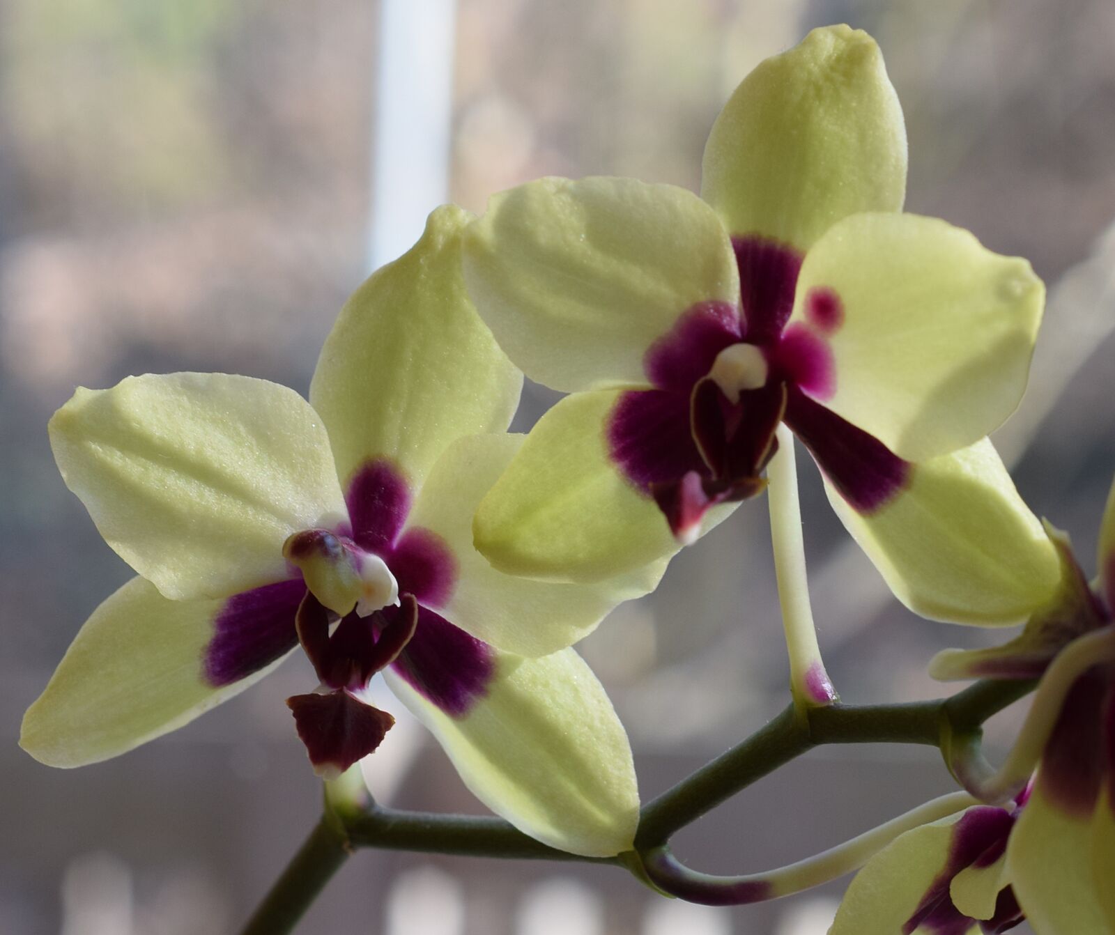 Nikon D3300 sample photo. Hybrid phalaenopsis, phalaenopsis, orchid photography