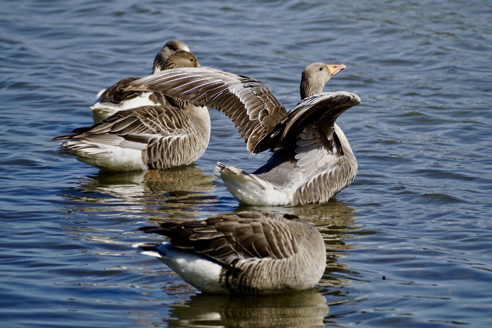 Sony DT 55-300mm F4.5-5.6 SAM sample photo. Geese, grey geese, wild photography