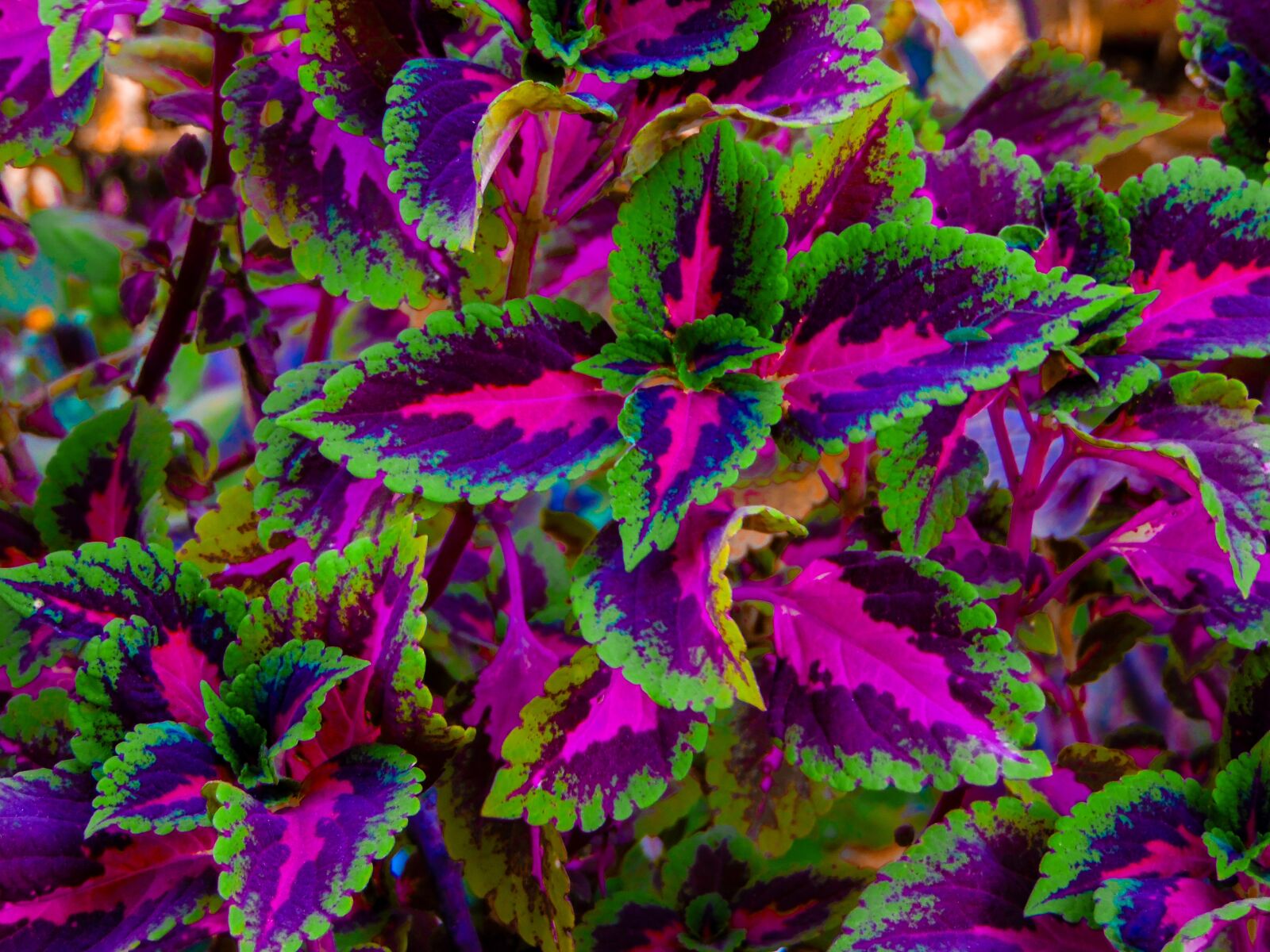 Samsung WB1100F/WB1101F/WB1102F sample photo. Color, beauty, nature photography