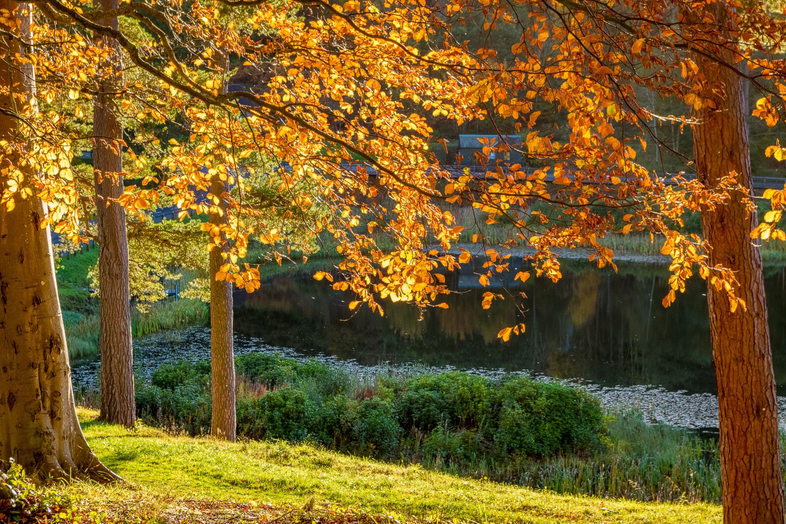 Pentax K-S2 sample photo. Autumn, trees, lake photography