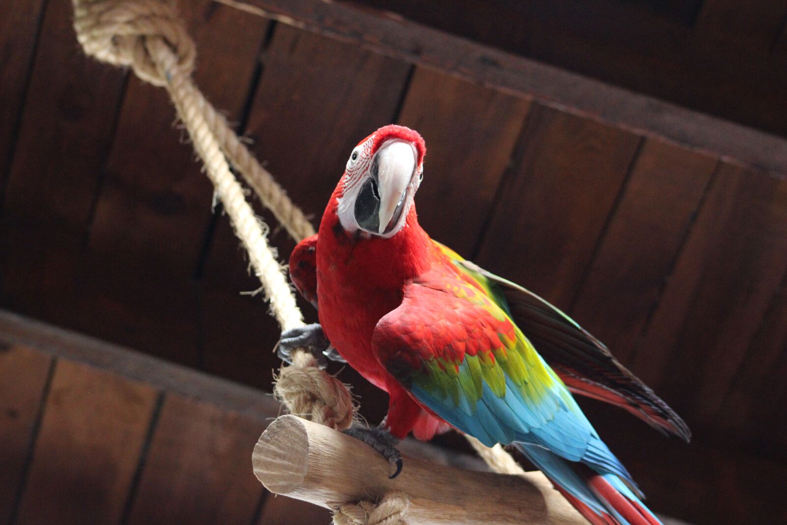 Canon EF75-300mm f/4-5.6 sample photo. Parrot, colorful, animals photography