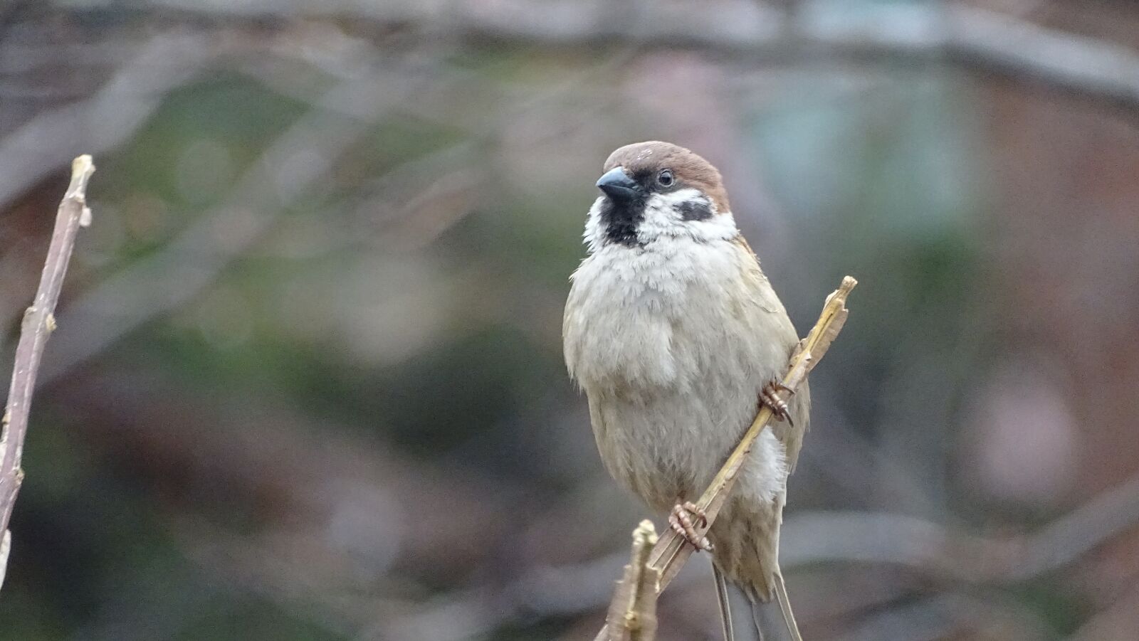 Sony Cyber-shot DSC-HX400V sample photo. Wildlife, nature, new photography