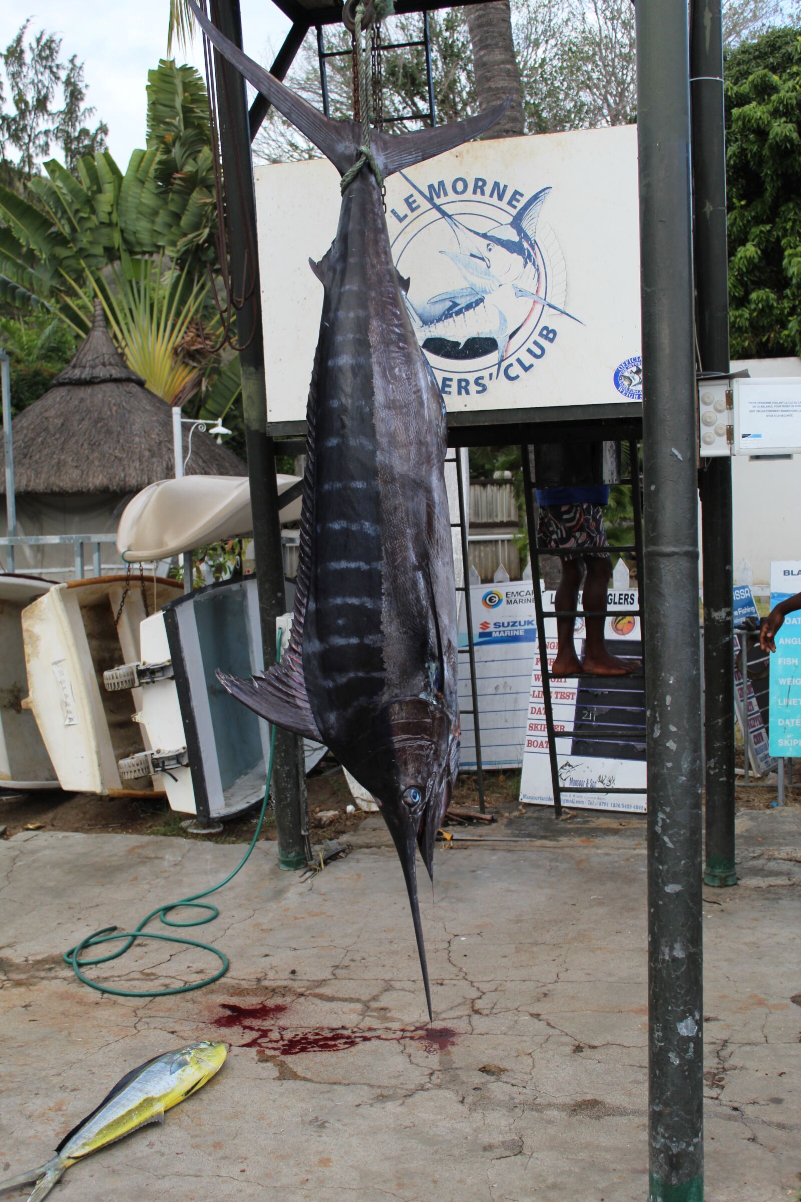 Canon EOS 4000D (EOS Rebel T100 / EOS 3000D) sample photo. Marlin, fishing, sea photography