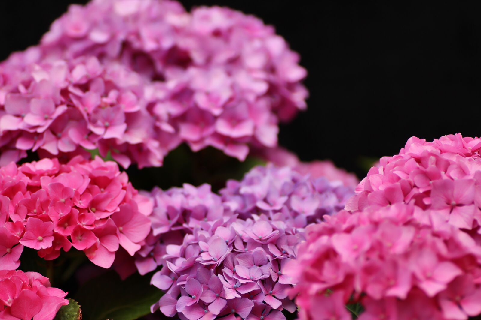 Tamron SP 90mm F2.8 Di VC USD 1:1 Macro sample photo. Hydrangea, flower, flowers photography