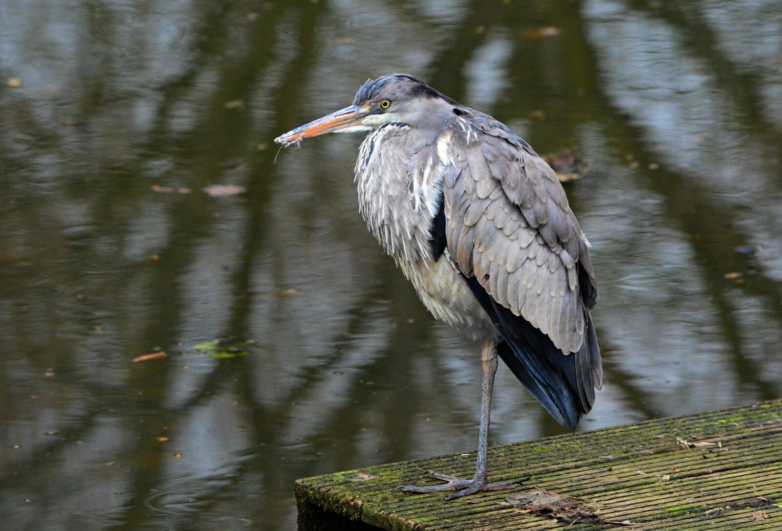 Nikon D7100 sample photo. Gray heron, wading bird photography