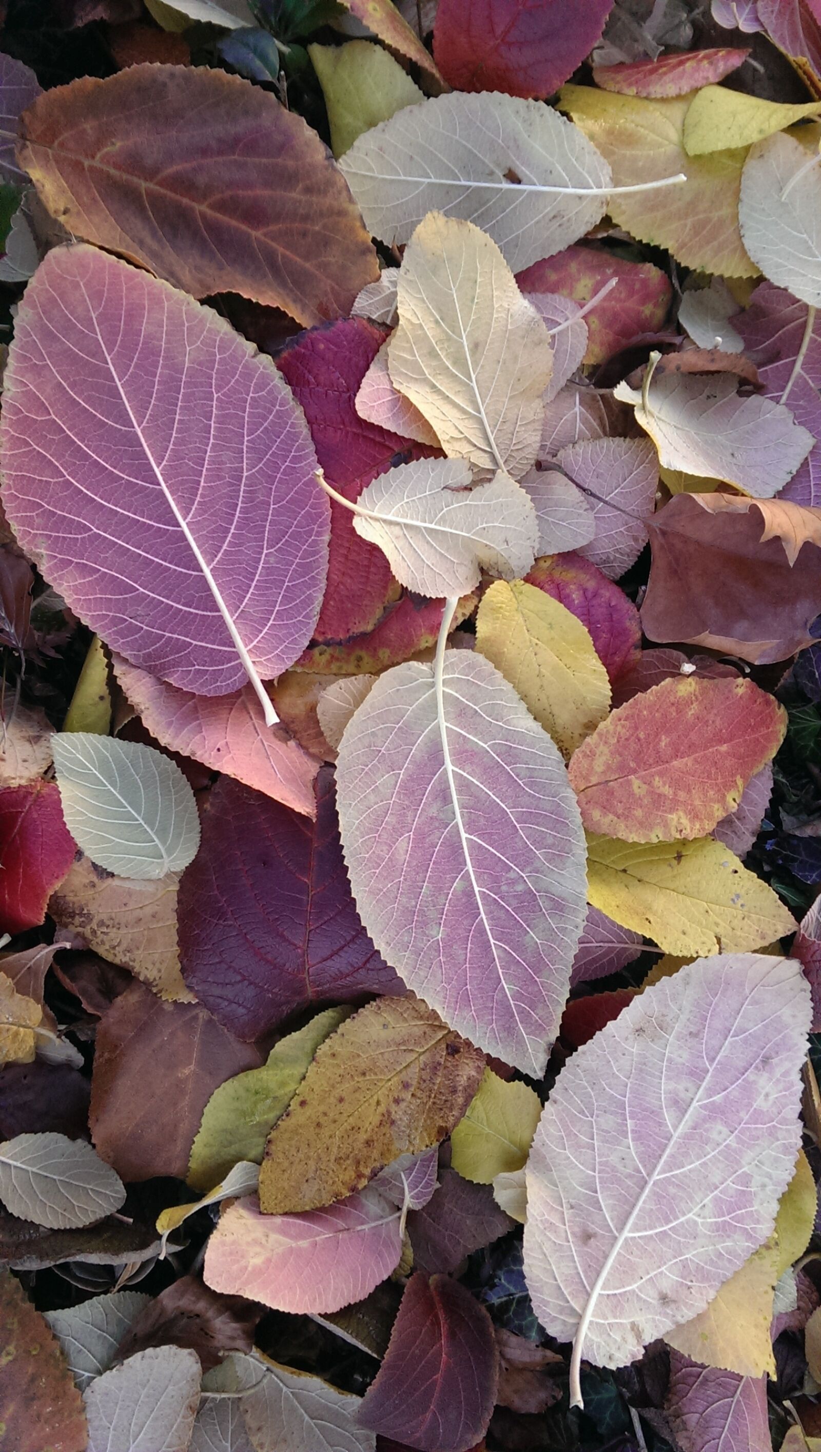 HTC ONE MINI sample photo. Leaves, autumn, color photography