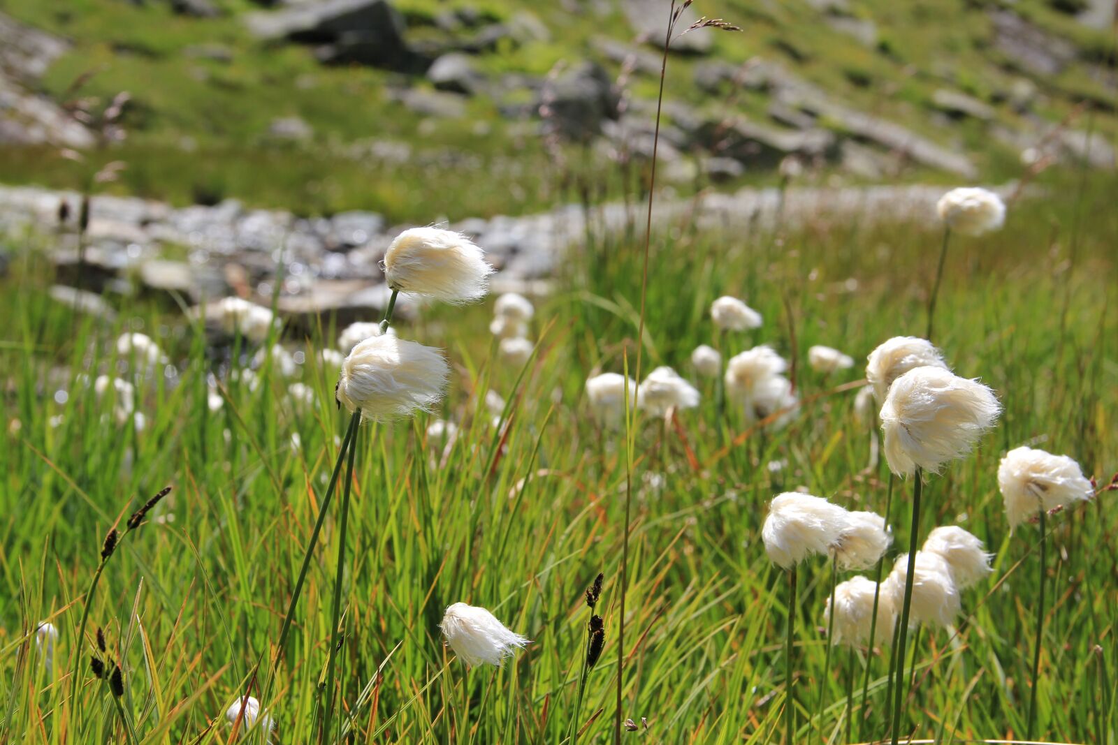 Canon EOS 550D (EOS Rebel T2i / EOS Kiss X4) sample photo. Cottongrass, alpine cottongrass, mountains photography