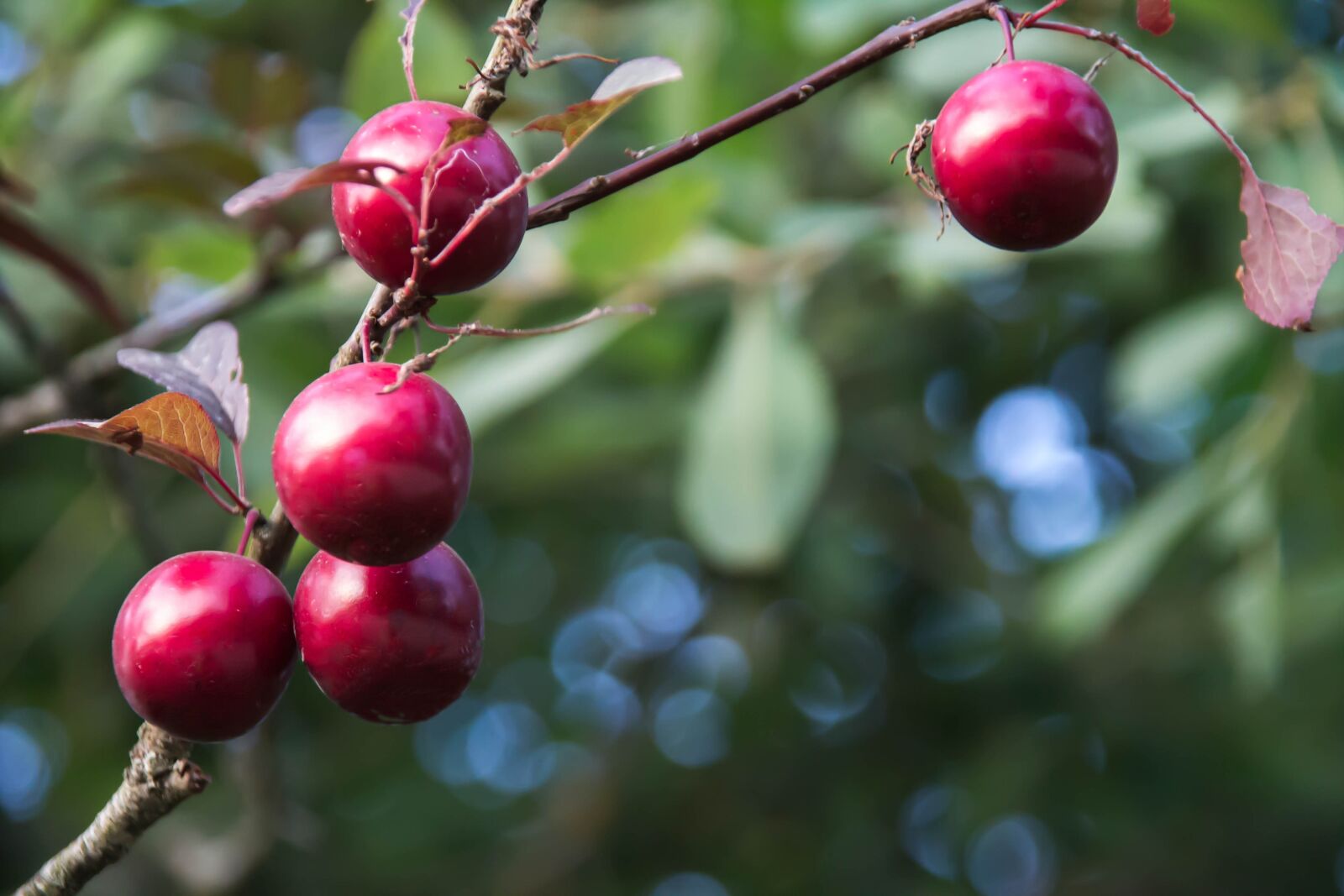 Canon EOS 1100D (EOS Rebel T3 / EOS Kiss X50) sample photo. Summer, bush, fruit photography