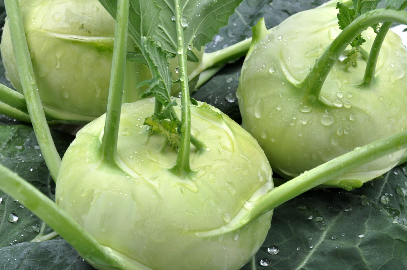 Nikon D90 sample photo. Cavolorapa, kohlrabi, vegetables photography