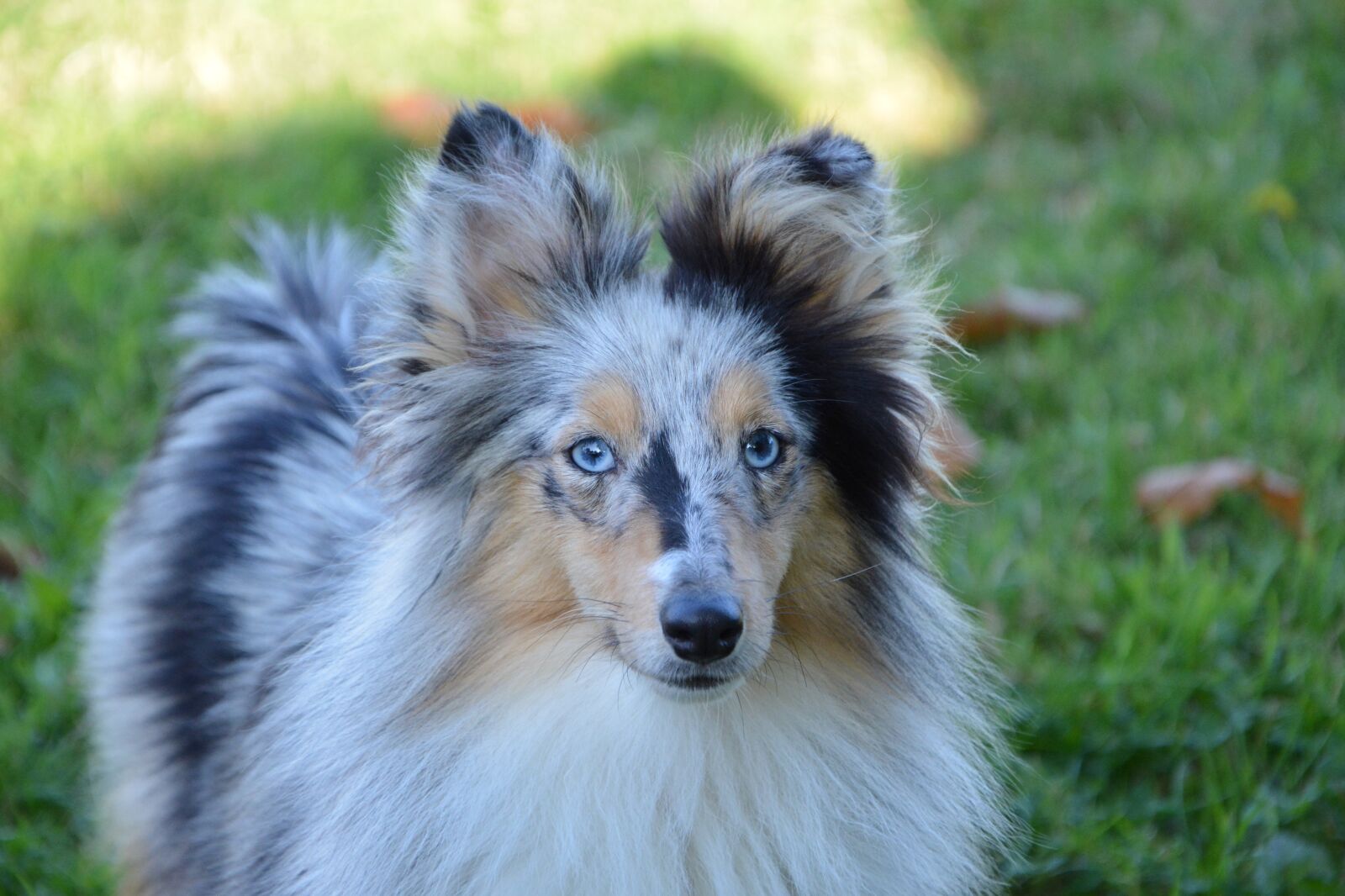 Nikon D5200 sample photo. Dog, bitch, shetland sheepdog photography