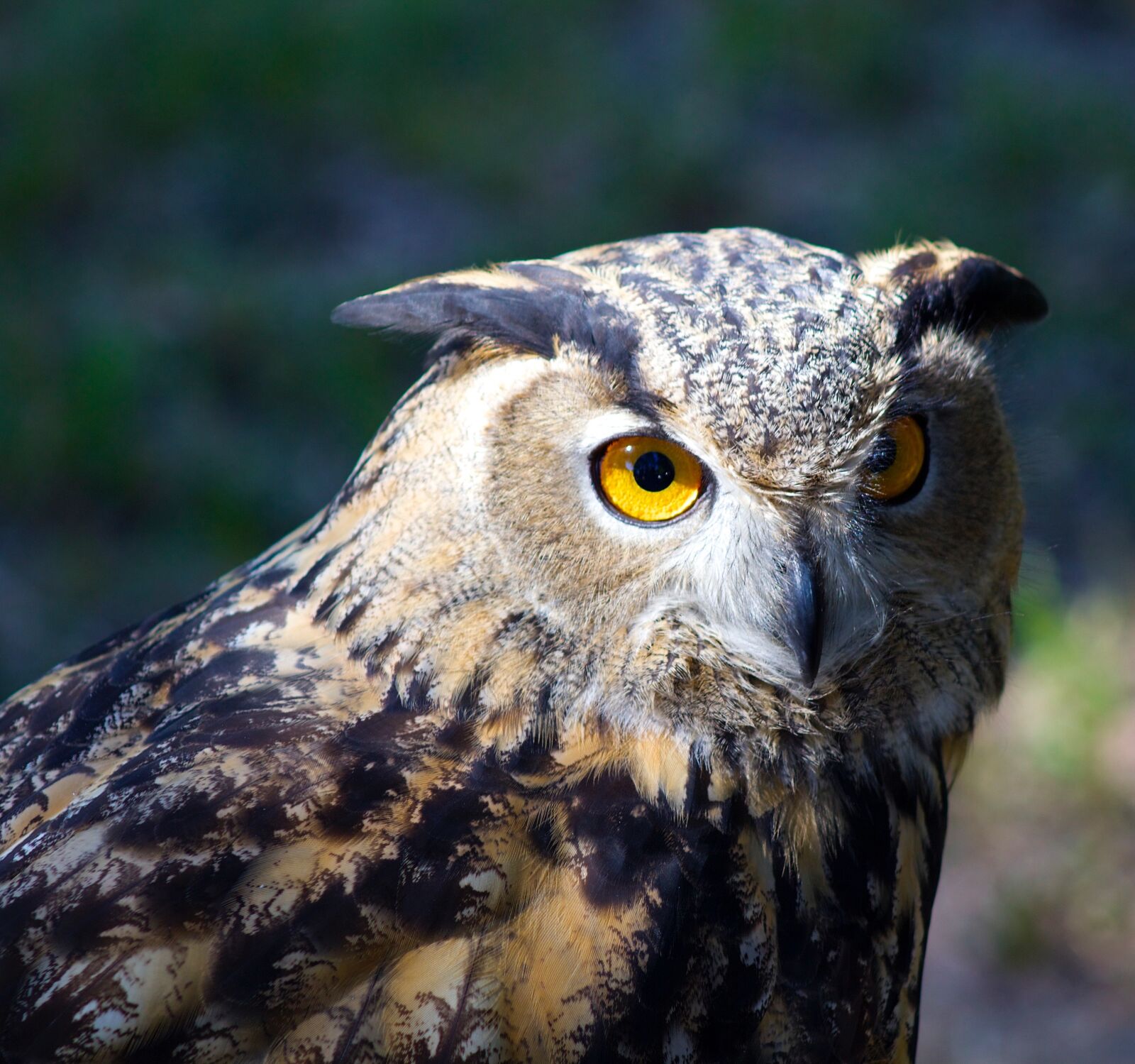 Canon EOS 650D (EOS Rebel T4i / EOS Kiss X6i) sample photo. Raptor, bird, owl photography