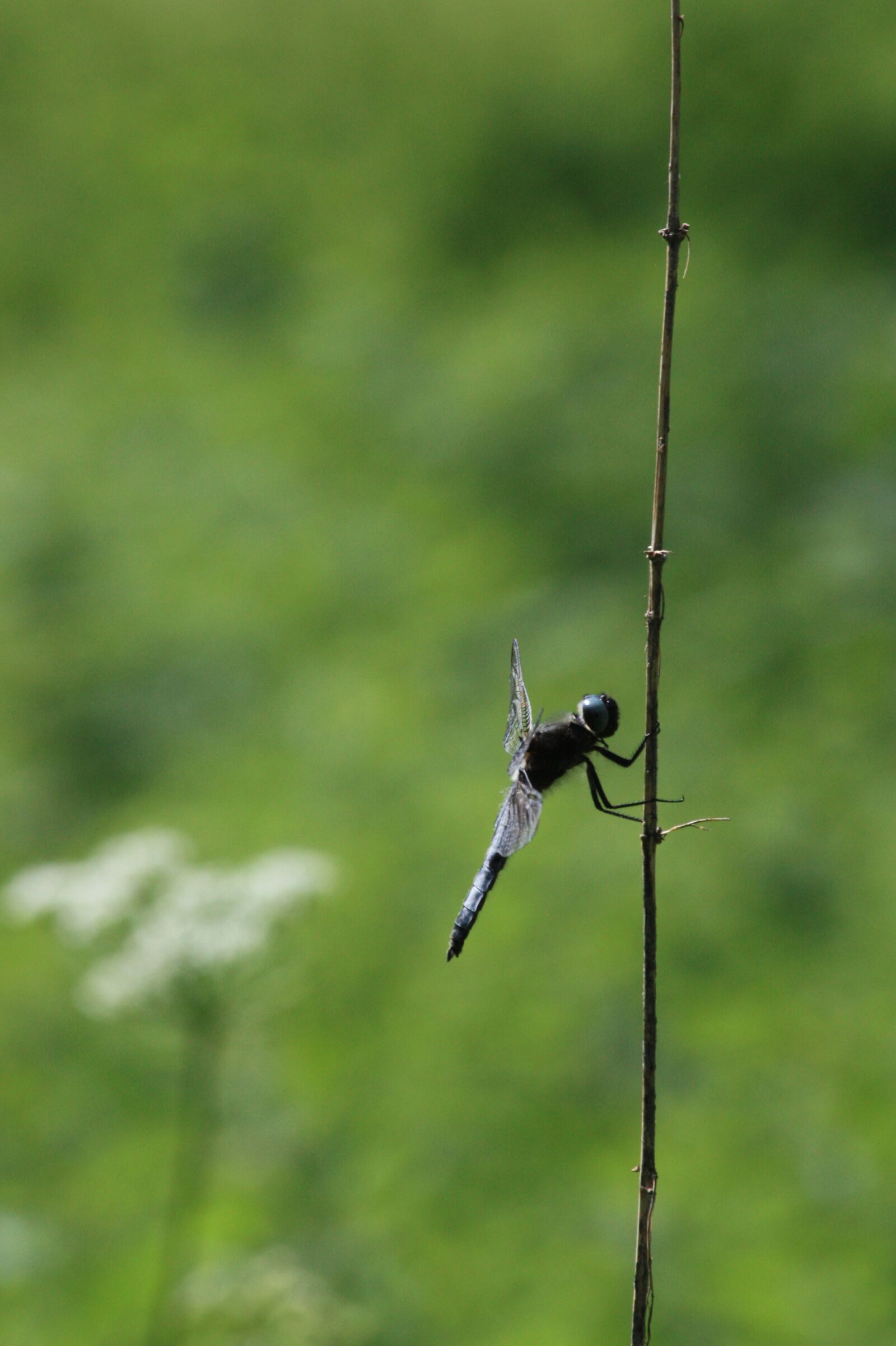 Canon EOS 450D (EOS Rebel XSi / EOS Kiss X2) sample photo. Ważka, dragonflies, insect photography