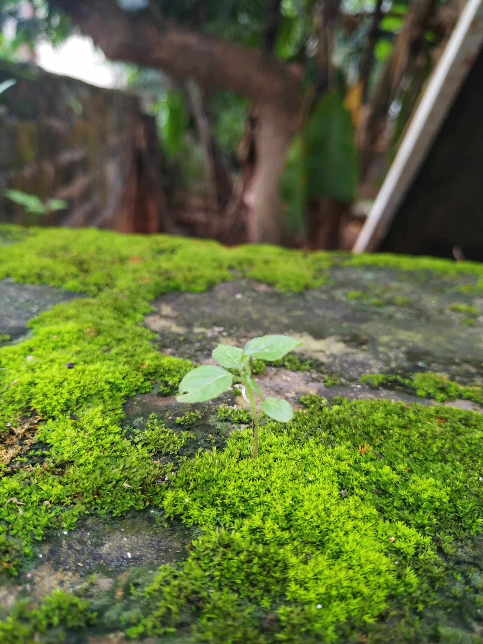 Xiaomi Redmi Note 6 Pro sample photo. Sprout, tiny, gree photography