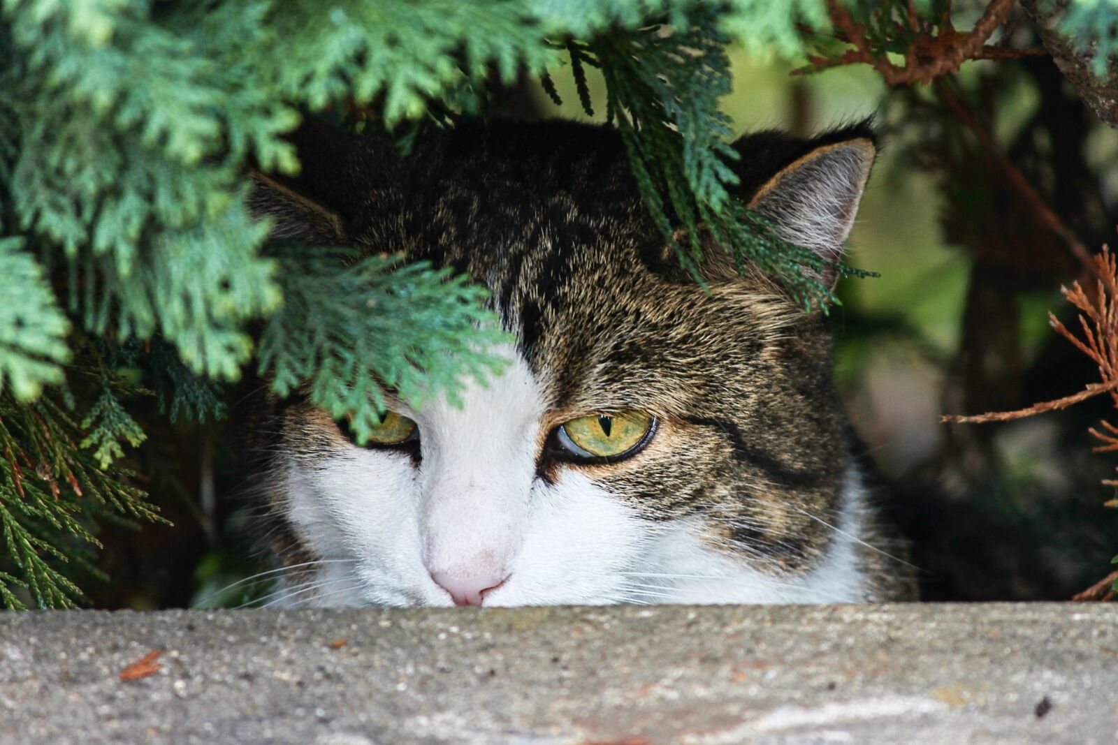 Canon EOS 1100D (EOS Rebel T3 / EOS Kiss X50) sample photo. Cat, hidden, watch photography
