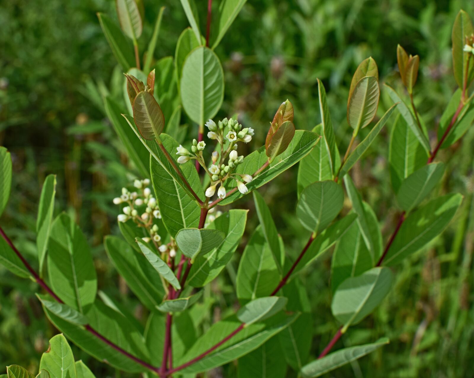Nikon D3300 sample photo. Dogbane, apocynum cannabinum, wildflower photography