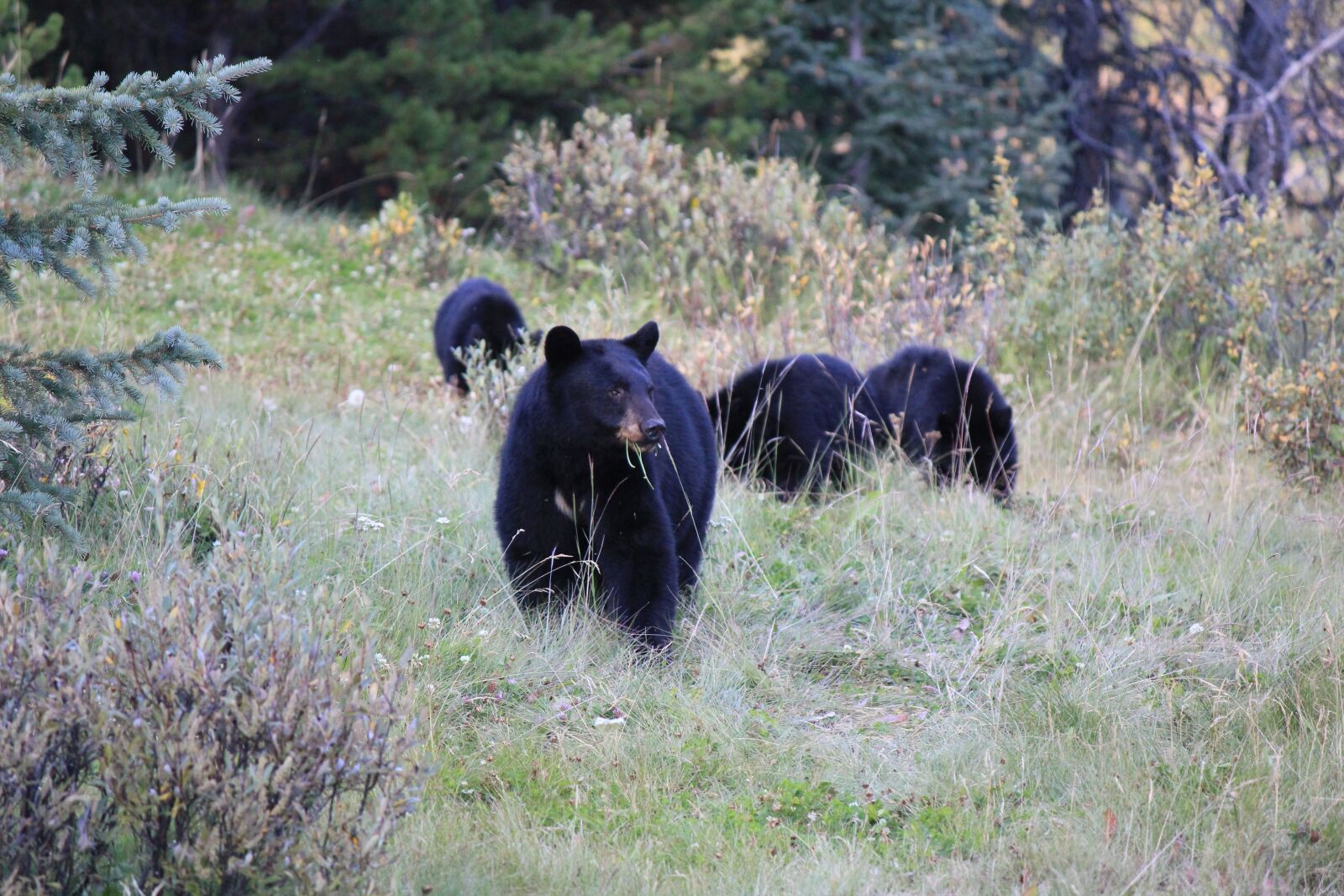 Canon EOS 550D (EOS Rebel T2i / EOS Kiss X4) sample photo. Brown bear, canada, wild photography