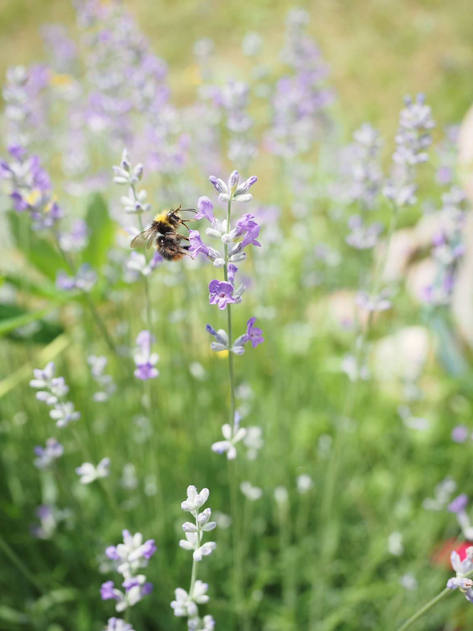 Olympus OM-D E-M1 + Olympus M.Zuiko Digital ED 12-40mm F2.8 Pro sample photo. Lavender, hummel, pollination photography