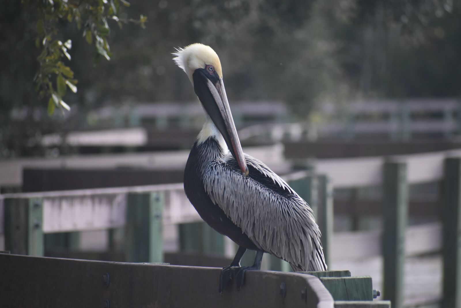 Nikon D3500 sample photo. Brown pelican, bird, wildlife photography
