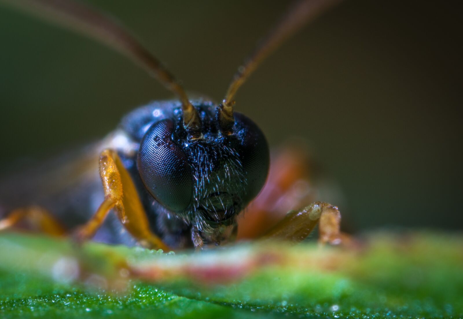 #124 65/2.8 sample photo. Insect, portrait, macro photography