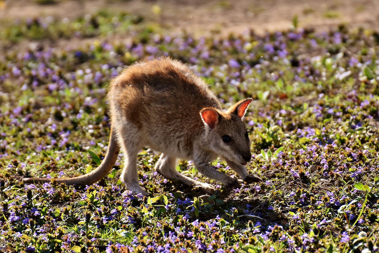 Nikon D7200 sample photo. Kangaroo, young animal, wild photography