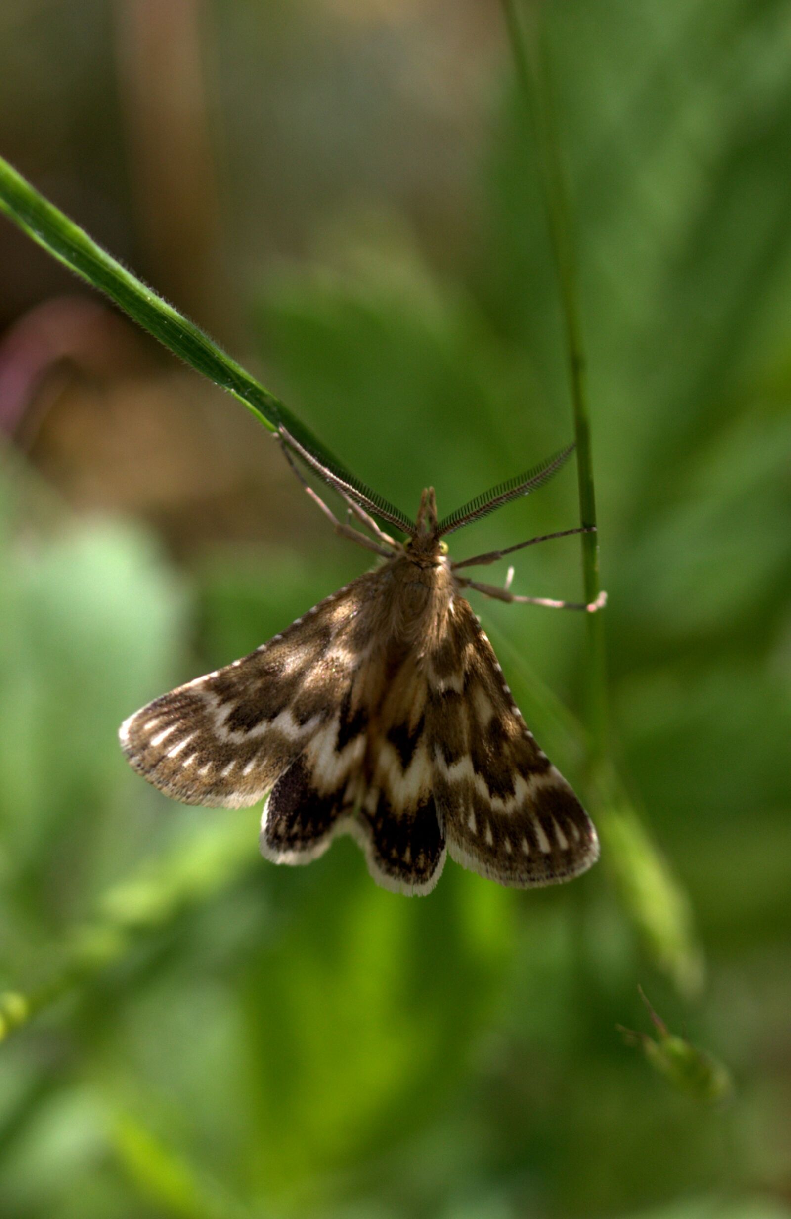 Canon EF-S 60mm F2.8 Macro USM sample photo. Butterfly, spike, insecta photography