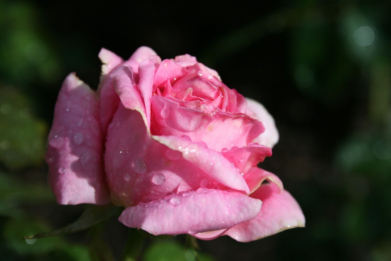 Canon EOS 400D (EOS Digital Rebel XTi / EOS Kiss Digital X) sample photo. Rose, flower, pink photography