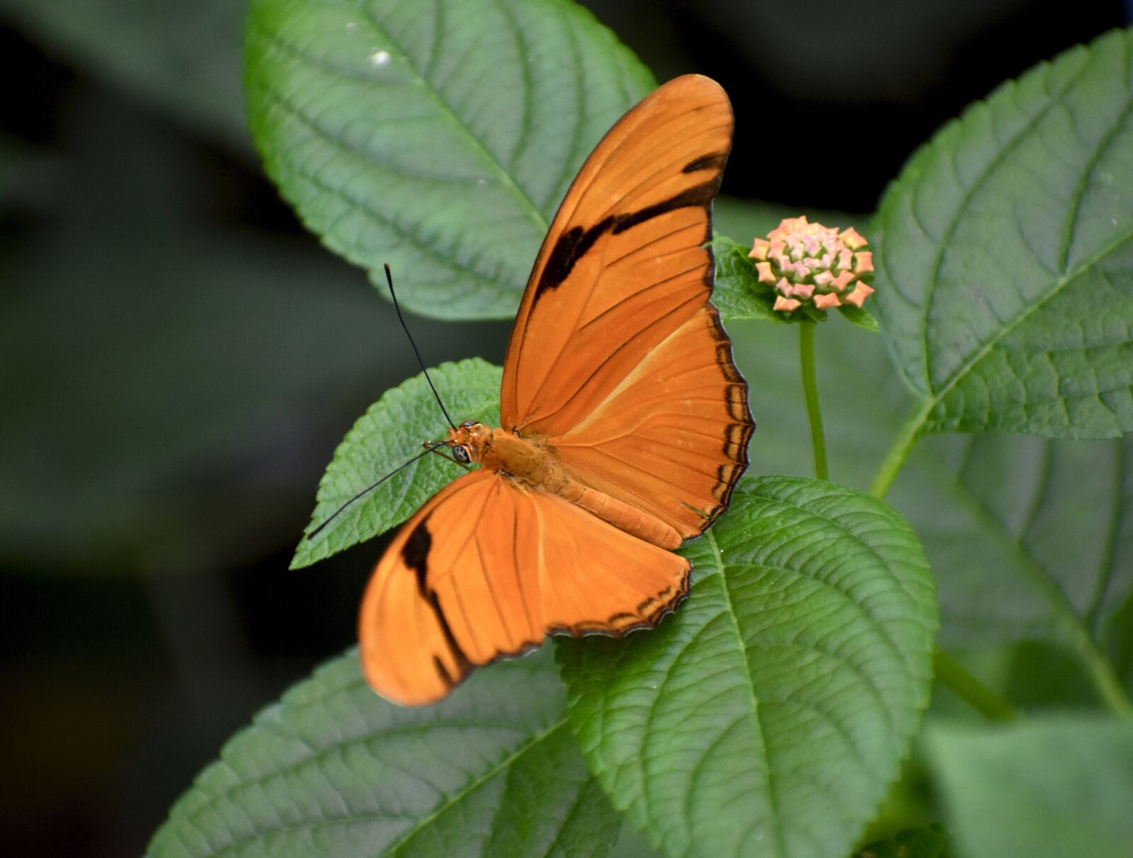 Nikon D3400 sample photo. Butterfly, orange, plant photography