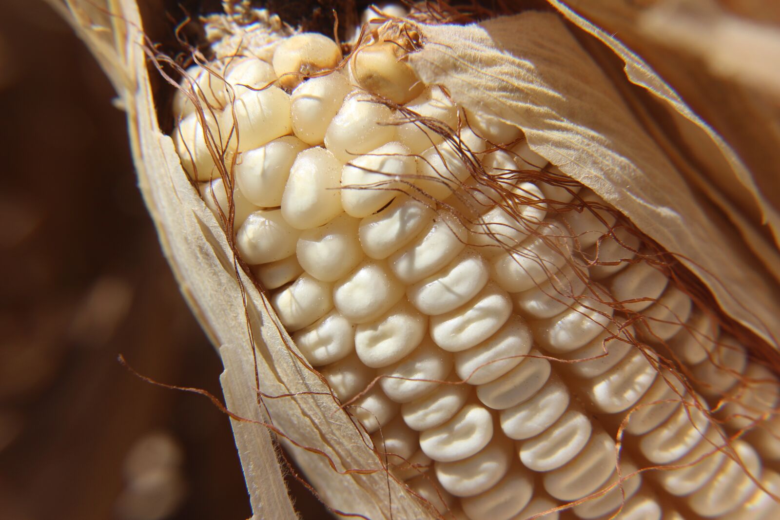 Canon EOS 1200D (EOS Rebel T5 / EOS Kiss X70 / EOS Hi) sample photo. Cob, corn, agriculture photography