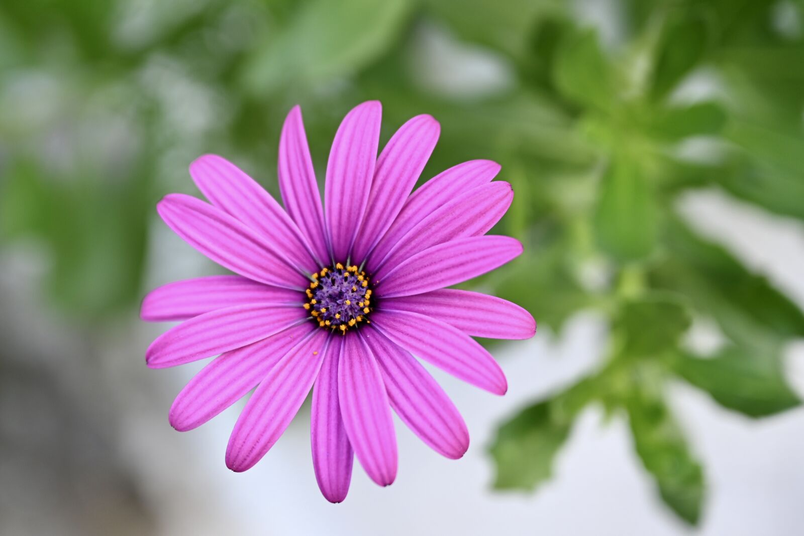 Nikon Nikkor Z 24-70mm F2.8 S sample photo. Marguerite, flower, blossom photography
