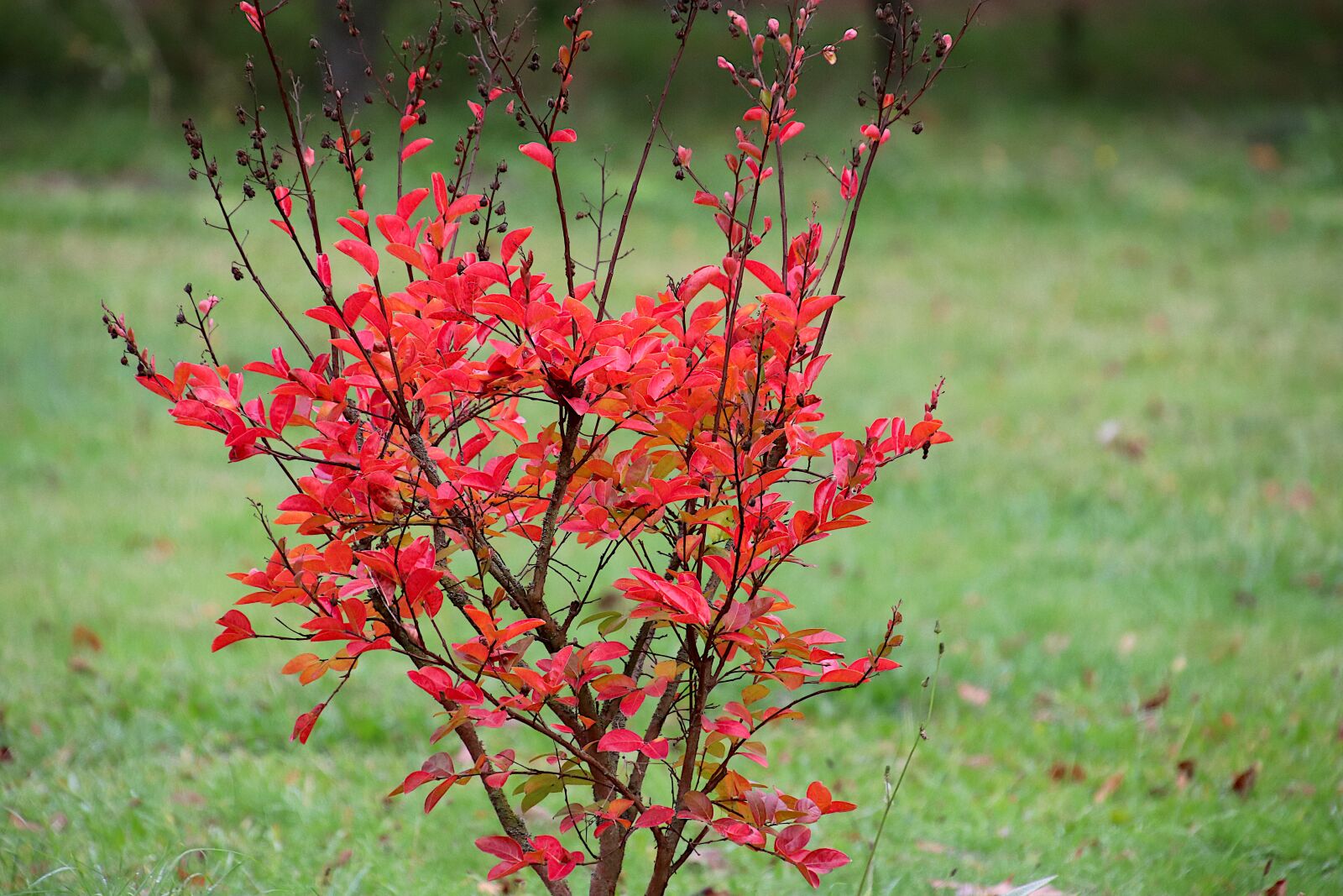 Canon EOS 800D (EOS Rebel T7i / EOS Kiss X9i) sample photo. Shrub, shrub in autumn photography