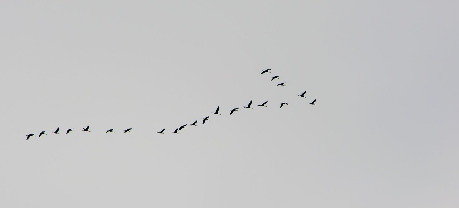 Nikon D90 sample photo. Autumn, birds, south photography