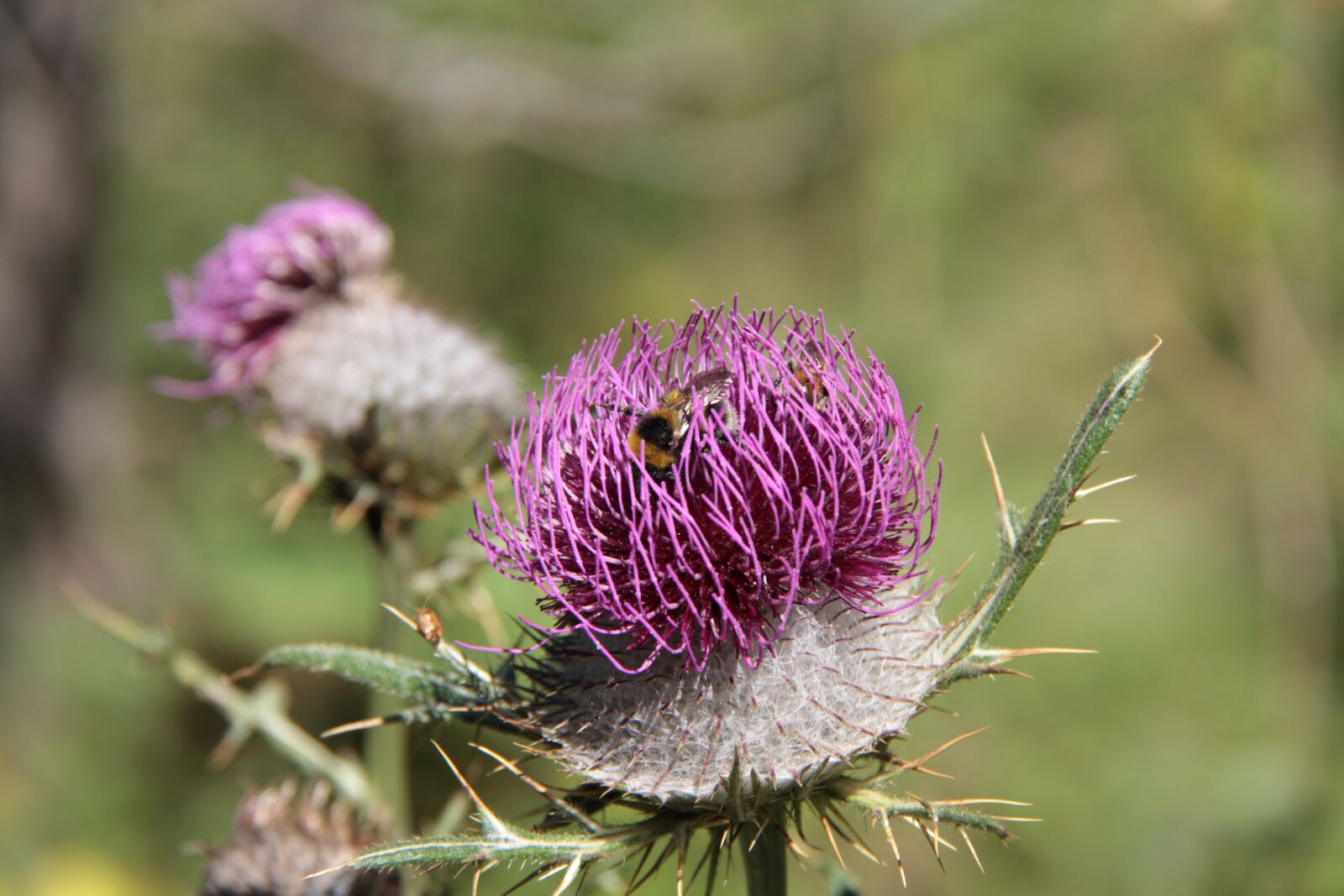 Canon EOS 7D + Canon EF-S 18-200mm F3.5-5.6 IS sample photo. Bumblebee, burdock flower, flower photography